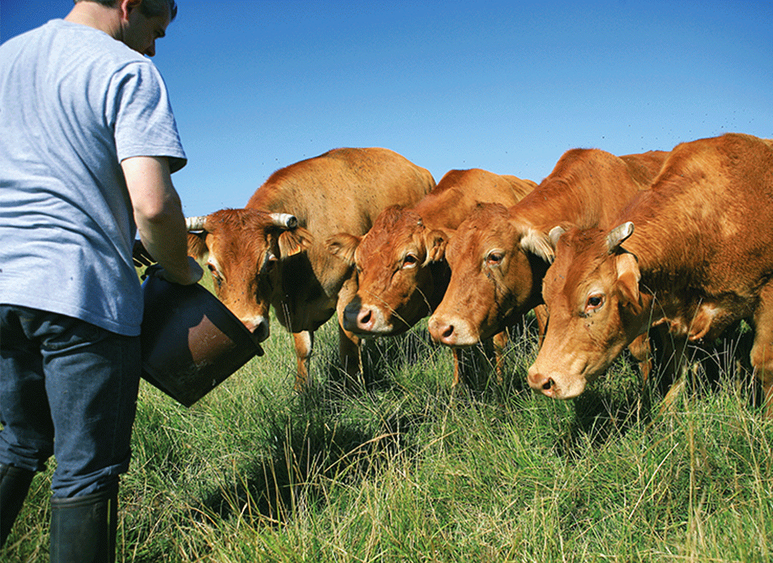 Are you a crop and livestock farmer ?