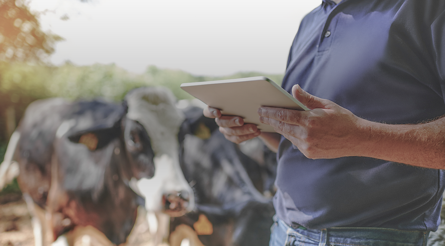cattle management software