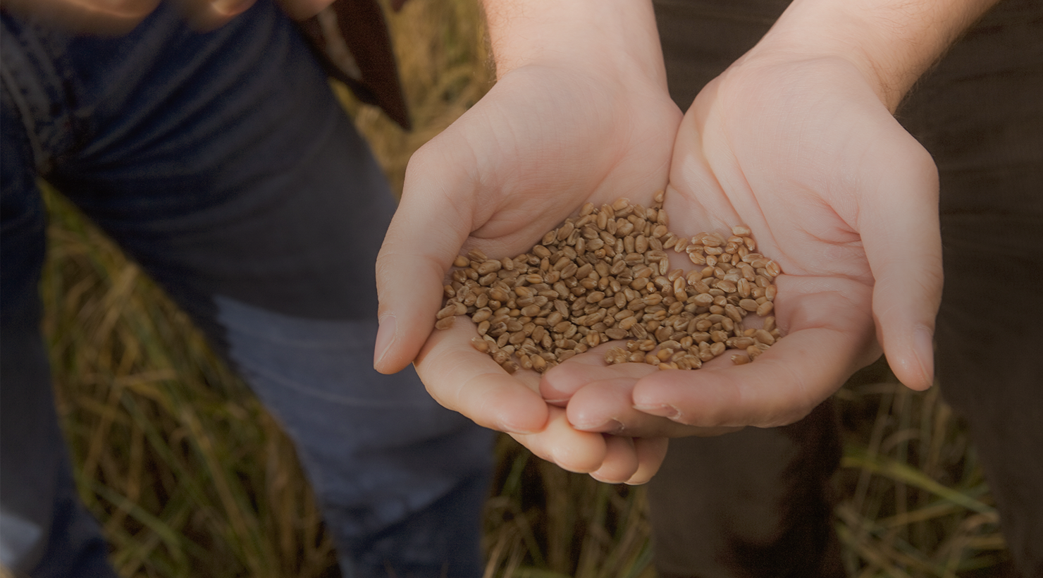 gestion de production de semence seed production